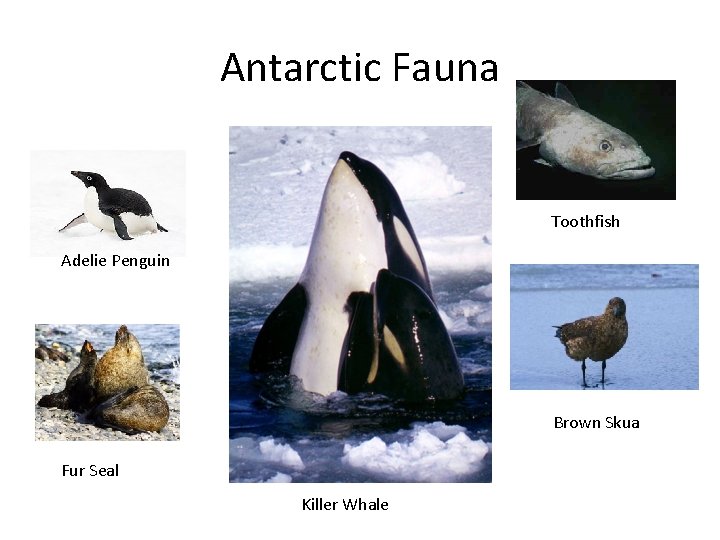 Antarctic Fauna Toothfish Adelie Penguin Brown Skua Fur Seal Killer Whale 