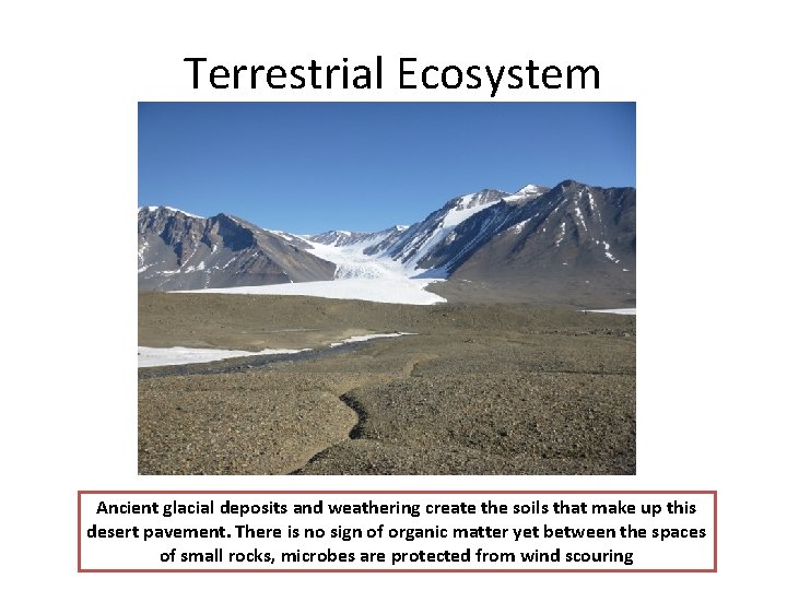 Terrestrial Ecosystem Ancient glacial deposits and weathering create the soils that make up this
