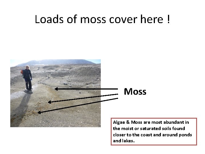 Loads of moss cover here ! Moss Algae & Moss are most abundant in