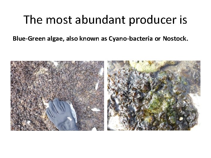 The most abundant producer is Blue-Green algae, also known as Cyano-bacteria or Nostock. 