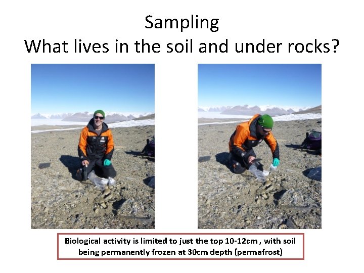 Sampling What lives in the soil and under rocks? Biological activity is limited to