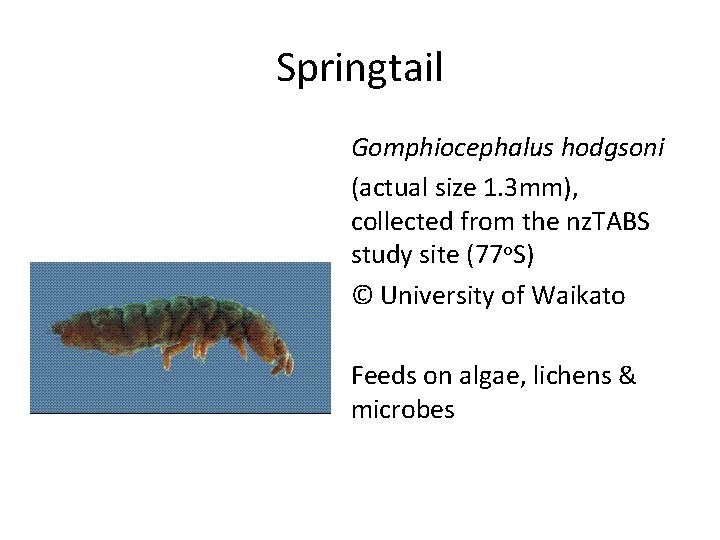 Springtail Gomphiocephalus hodgsoni (actual size 1. 3 mm), collected from the nz. TABS study