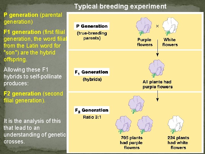 Typical breeding experiment P generation (parental generation) F 1 generation (first filial generation, the
