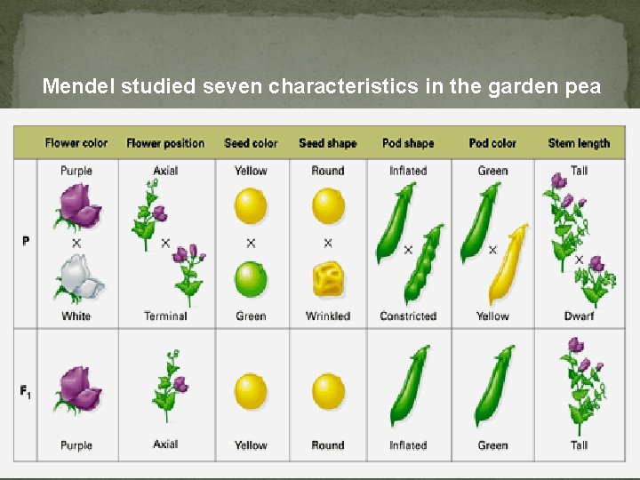 Mendel studied seven characteristics in the garden pea 