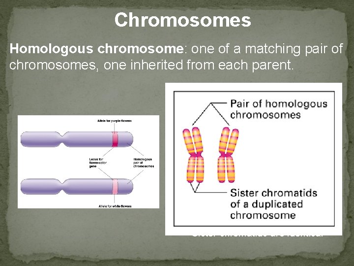 Chromosomes Homologous chromosome: one of a matching pair of chromosomes, one inherited from each