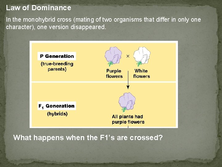 Law of Dominance In the monohybrid cross (mating of two organisms that differ in