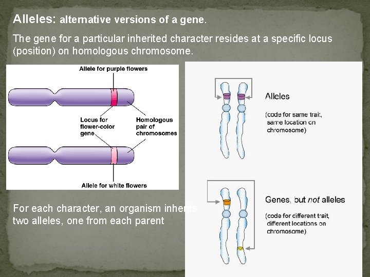 Alleles: alternative versions of a gene. The gene for a particular inherited character resides