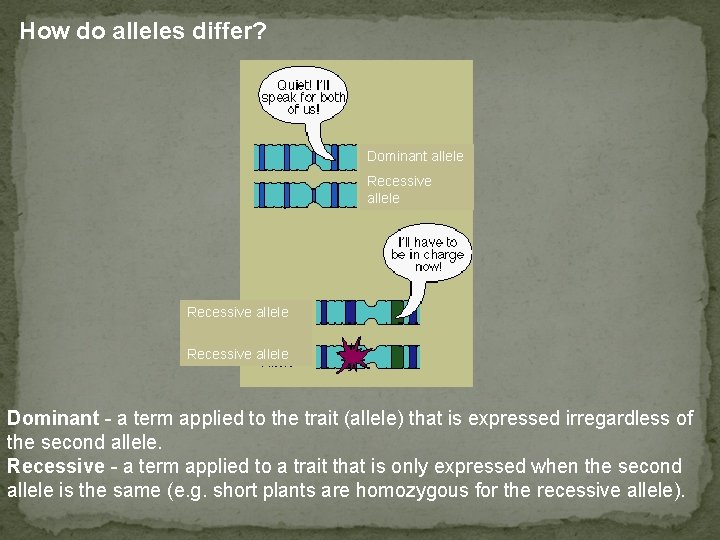 How do alleles differ? Dominant allele Recessive allele Dominant - a term applied to