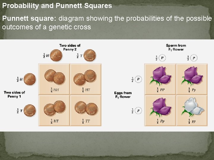 Probability and Punnett Squares Punnett square: diagram showing the probabilities of the possible outcomes