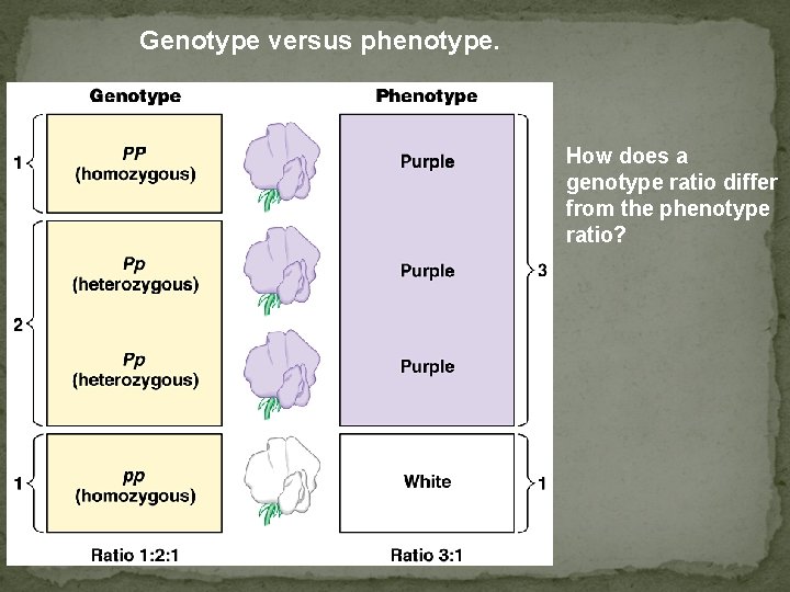 Genotype versus phenotype. How does a genotype ratio differ from the phenotype ratio? 