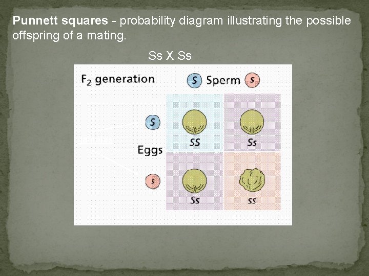 Punnett squares - probability diagram illustrating the possible offspring of a mating. Ss X