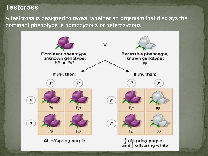 Testcross A testcross is designed to reveal whether an organism that displays the dominant
