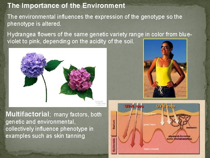 The Importance of the Environment The environmental influences the expression of the genotype so