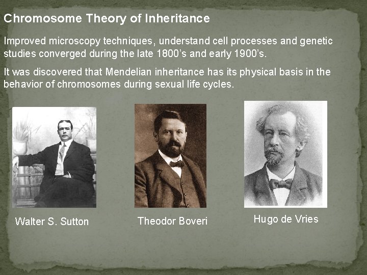Chromosome Theory of Inheritance Improved microscopy techniques, understand cell processes and genetic studies converged