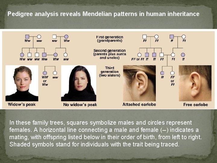 Pedigree analysis reveals Mendelian patterns in human inheritance In these family trees, squares symbolize