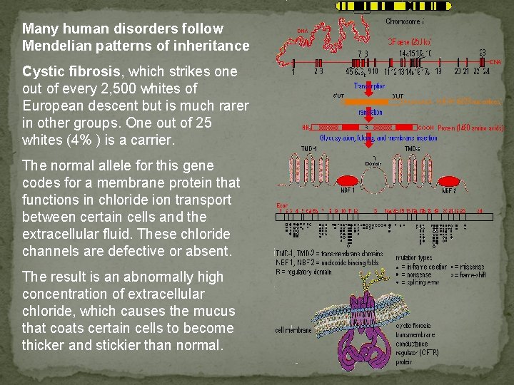 Many human disorders follow Mendelian patterns of inheritance Cystic fibrosis, which strikes one out