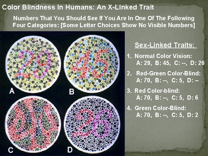 Color Blindness In Humans: An X-Linked Trait Numbers That You Should See If You