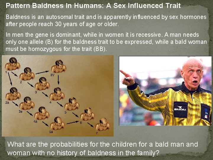 Pattern Baldness In Humans: A Sex Influenced Trait Baldness is an autosomal trait and