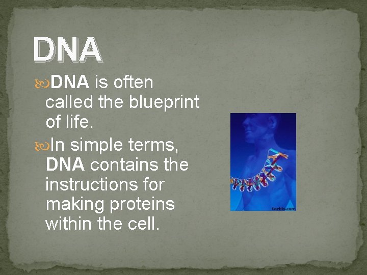 DNA is often called the blueprint of life. In simple terms, DNA contains the