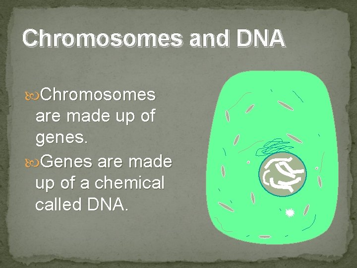 Chromosomes and DNA Chromosomes are made up of genes. Genes are made up of