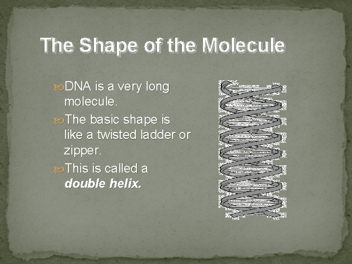 The Shape of the Molecule DNA is a very long molecule. The basic shape