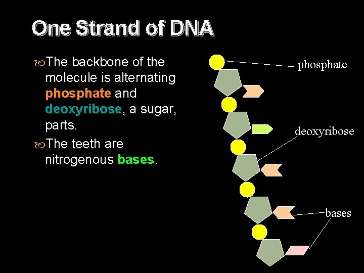 One Strand of DNA The backbone of the molecule is alternating phosphate and deoxyribose,