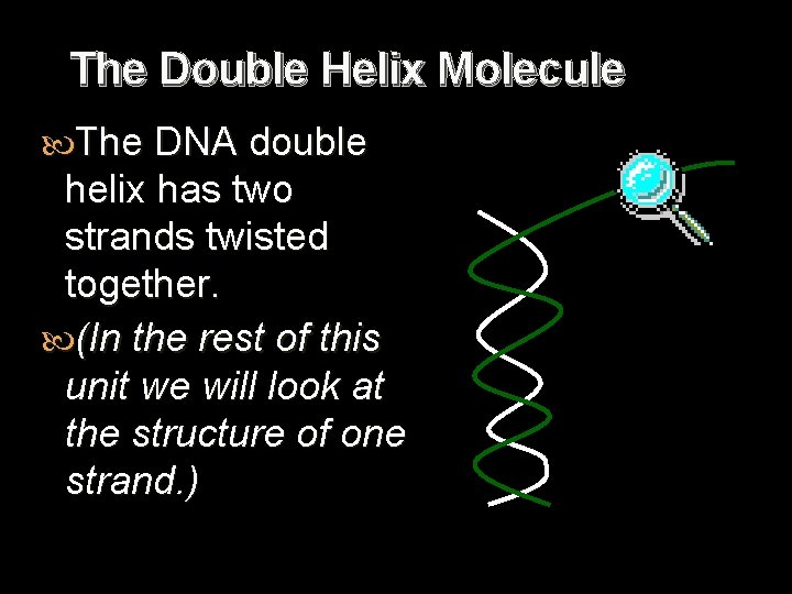 The Double Helix Molecule The DNA double helix has two strands twisted together. (In