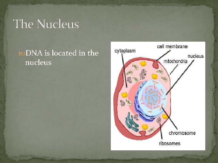 The Nucleus DNA is located in the nucleus 