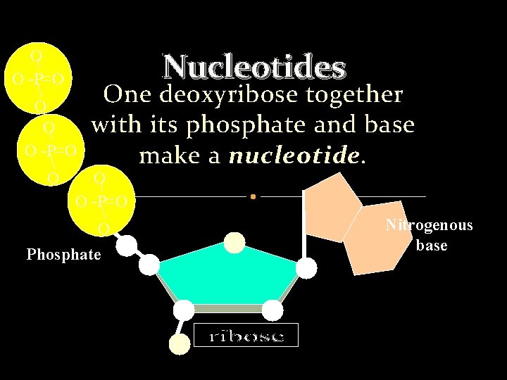 Nucleotides O O -P O Nitrogenous base O C C O Phosphate C O