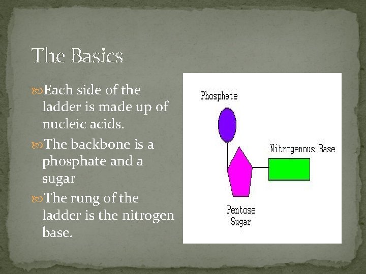 The Basics Each side of the ladder is made up of nucleic acids. The