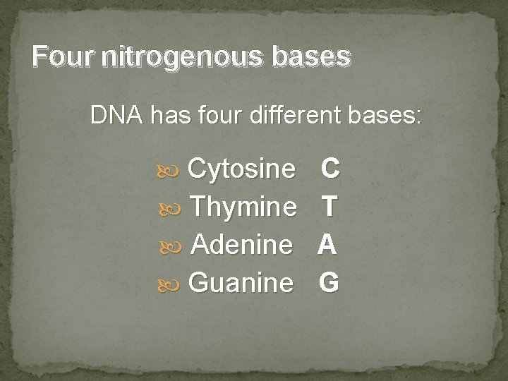 Four nitrogenous bases DNA has four different bases: Cytosine C Thymine T Adenine A