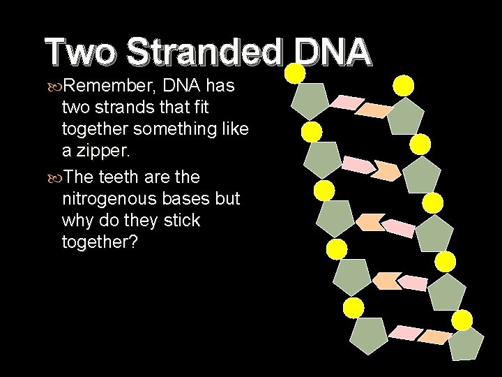 Two Stranded DNA Remember, DNA has two strands that fit together something like a