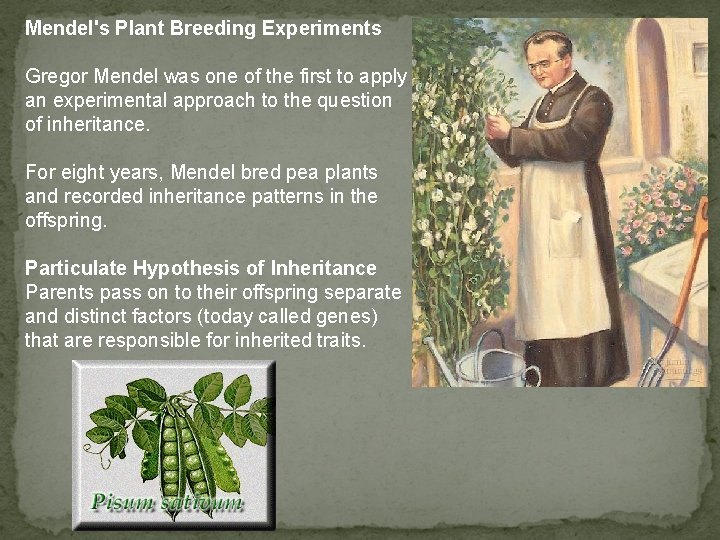 Mendel's Plant Breeding Experiments Gregor Mendel was one of the first to apply an