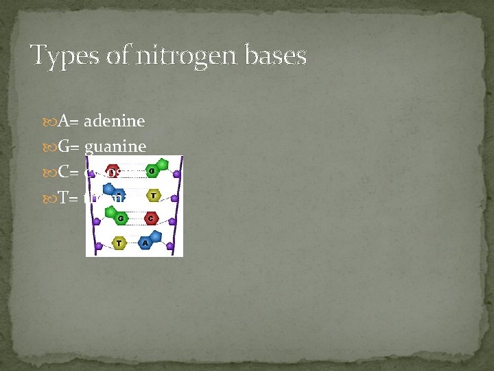 Types of nitrogen bases A= adenine G= guanine C= cytosine T= thymine 