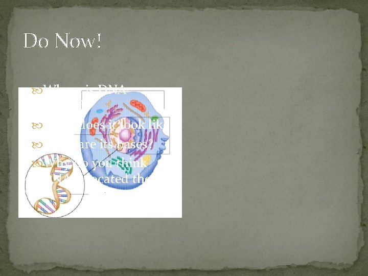 Do Now! Where is DNA located? What does it look like? What are its