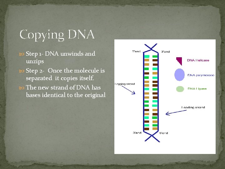Copying DNA Step 1 - DNA unwinds and unzips Step 2 - Once the