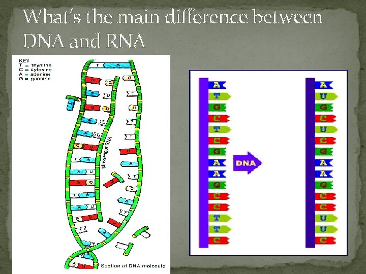 What’s the main difference between DNA and RNA 