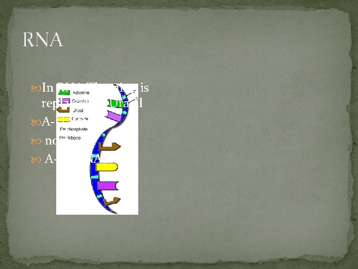RNA In RNA Thymine is replaced by Uracil A-U (RNA) not A-T (DNA) 