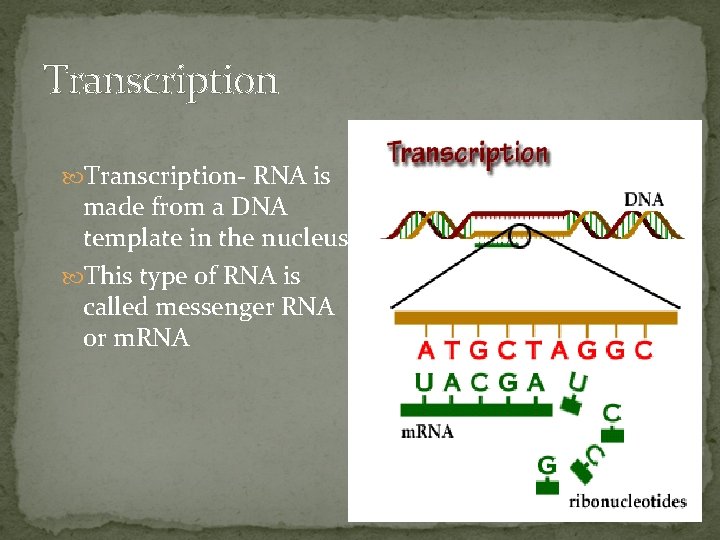 Transcription- RNA is made from a DNA template in the nucleus. This type of