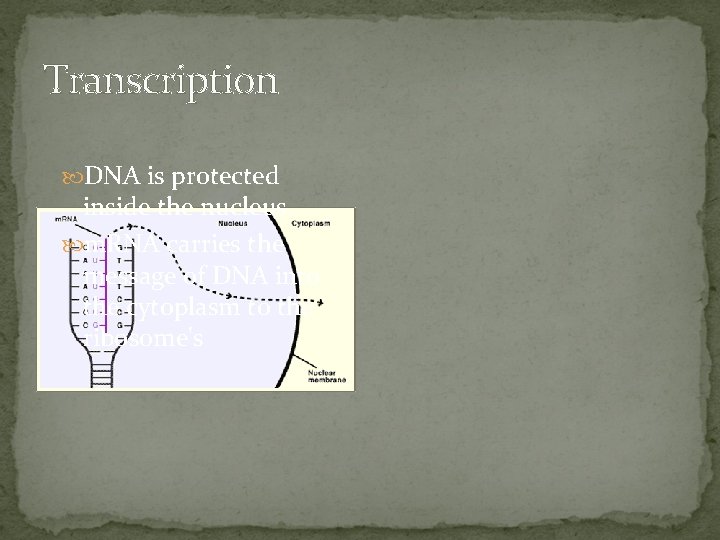 Transcription DNA is protected inside the nucleus. m. RNA carries the message of DNA