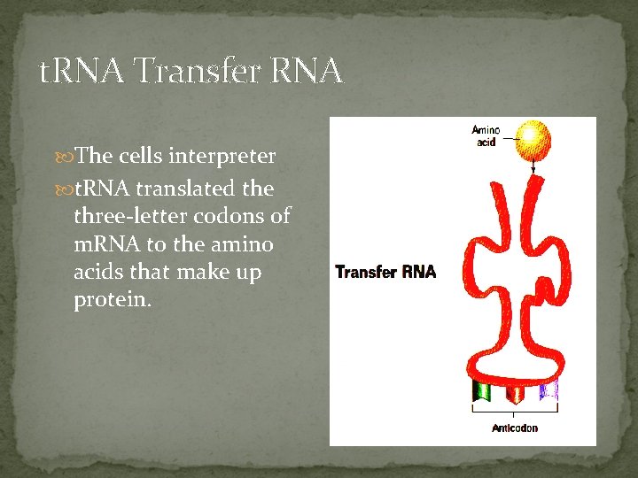 t. RNA Transfer RNA The cells interpreter t. RNA translated the three-letter codons of