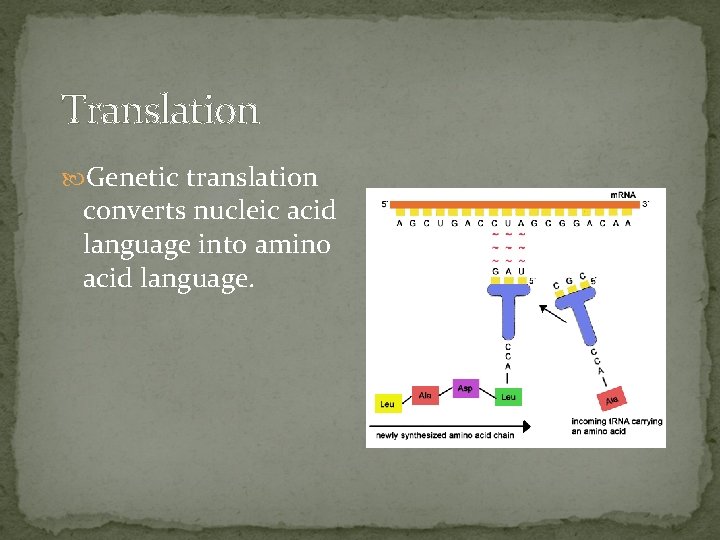Translation Genetic translation converts nucleic acid language into amino acid language. 