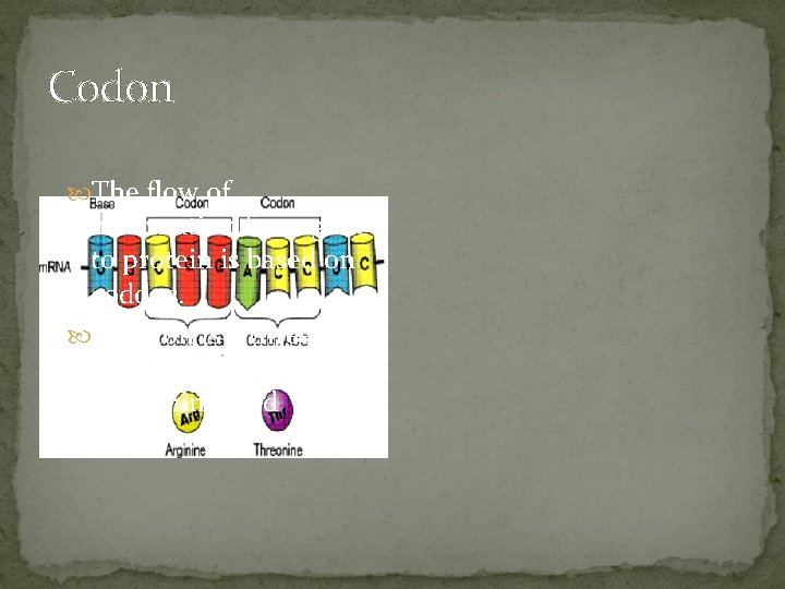 Codon The flow of information from gene to protein is based on codons. A