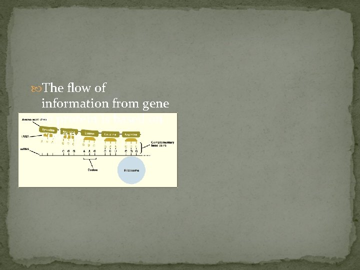  The flow of information from gene to protein is based on codons. 