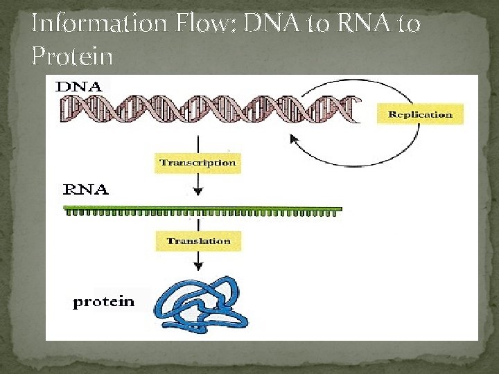 Information Flow: DNA to RNA to Protein 