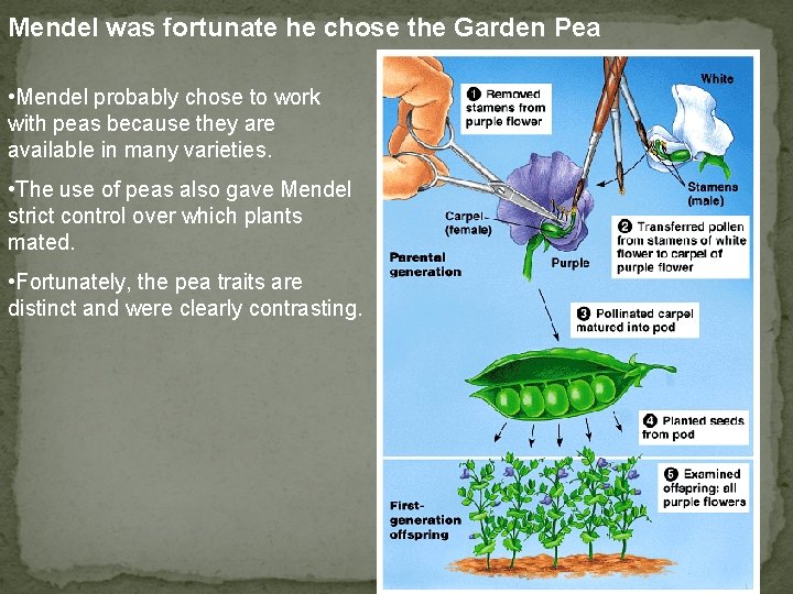 Mendel was fortunate he chose the Garden Pea • Mendel probably chose to work