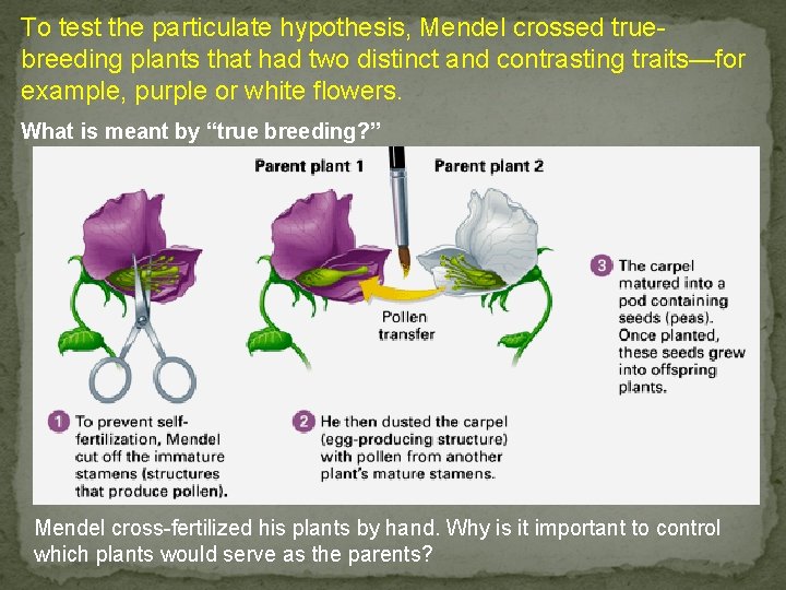 To test the particulate hypothesis, Mendel crossed truebreeding plants that had two distinct and