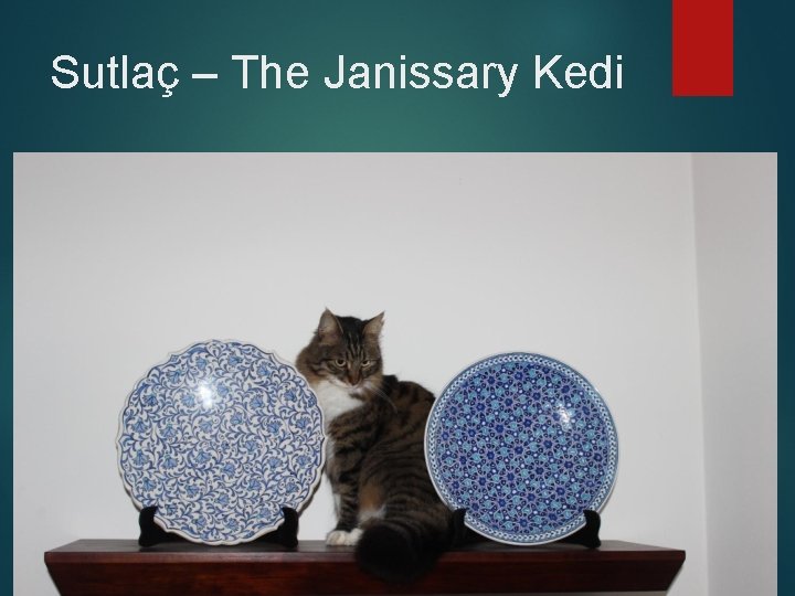 Sutlaç – The Janissary Kedi 