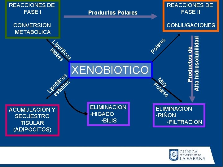REACCIONES DE FASE II Productos Polares CONVERSION METABOLICA ACUMULACION Y SECUESTRO TISULAR (ADIPOCITOS) la REACCIONES DE FASE II Productos Polares CONVERSION METABOLICA ACUMULACION Y SECUESTRO TISULAR (ADIPOCITOS) la
