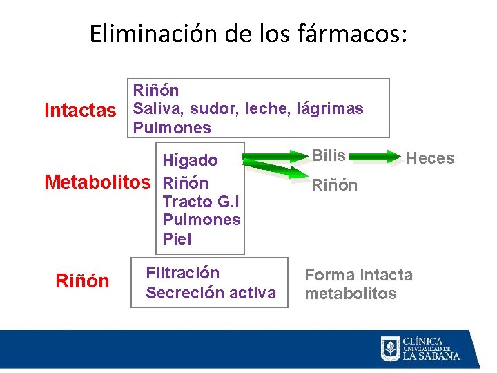 Eliminación de los fármacos: Riñón Intactas Saliva, sudor, leche, lágrimas Pulmones Hígado Metabolitos Riñón